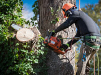 Tree Service