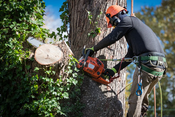 Emergency Tree Service – How to Recognize a Tree in Need of Emergency Care